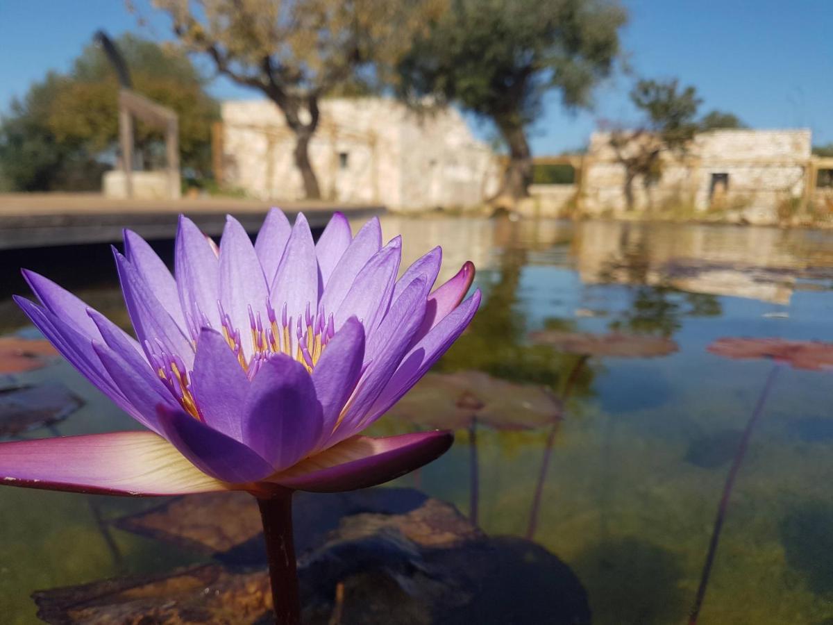Il Fiore Della Vita Trulli Country House コンヴェルサーノ エクステリア 写真
